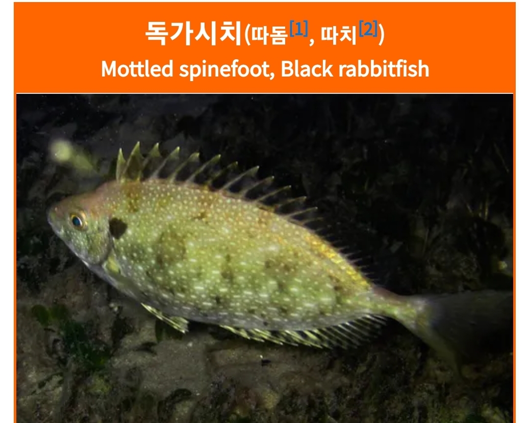 독가시치