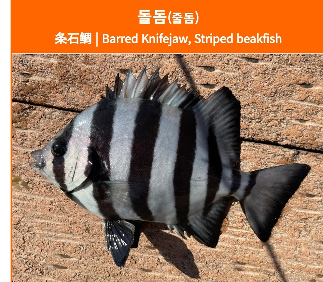 돌돔
