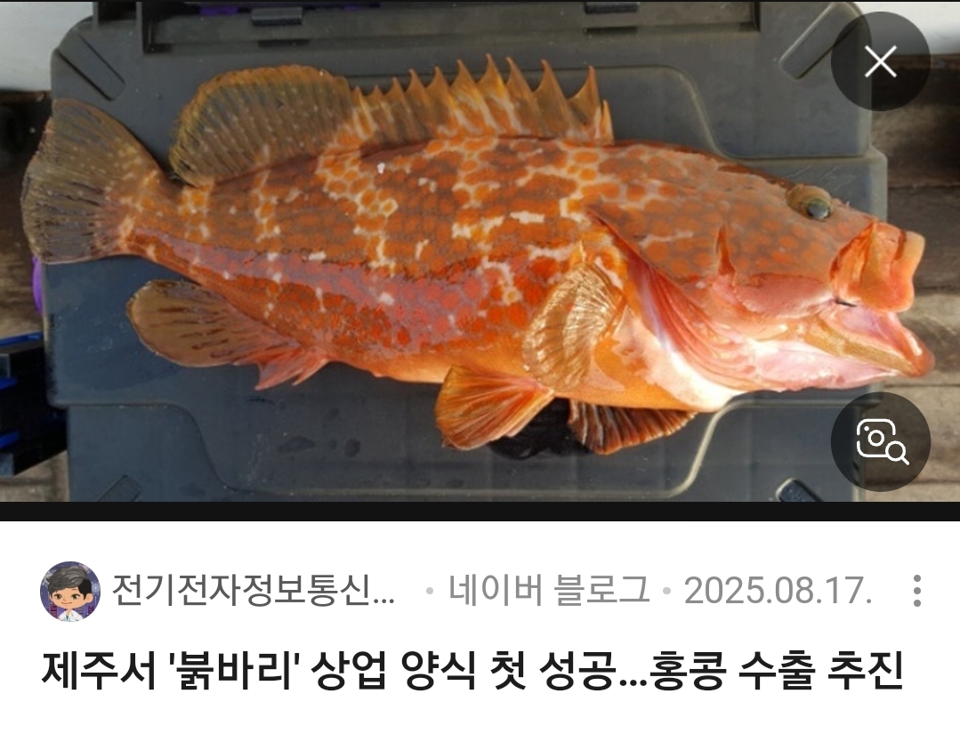 붉바리