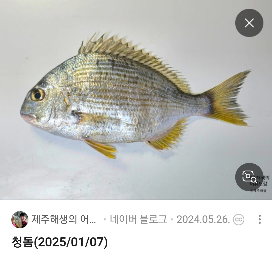 청돔
