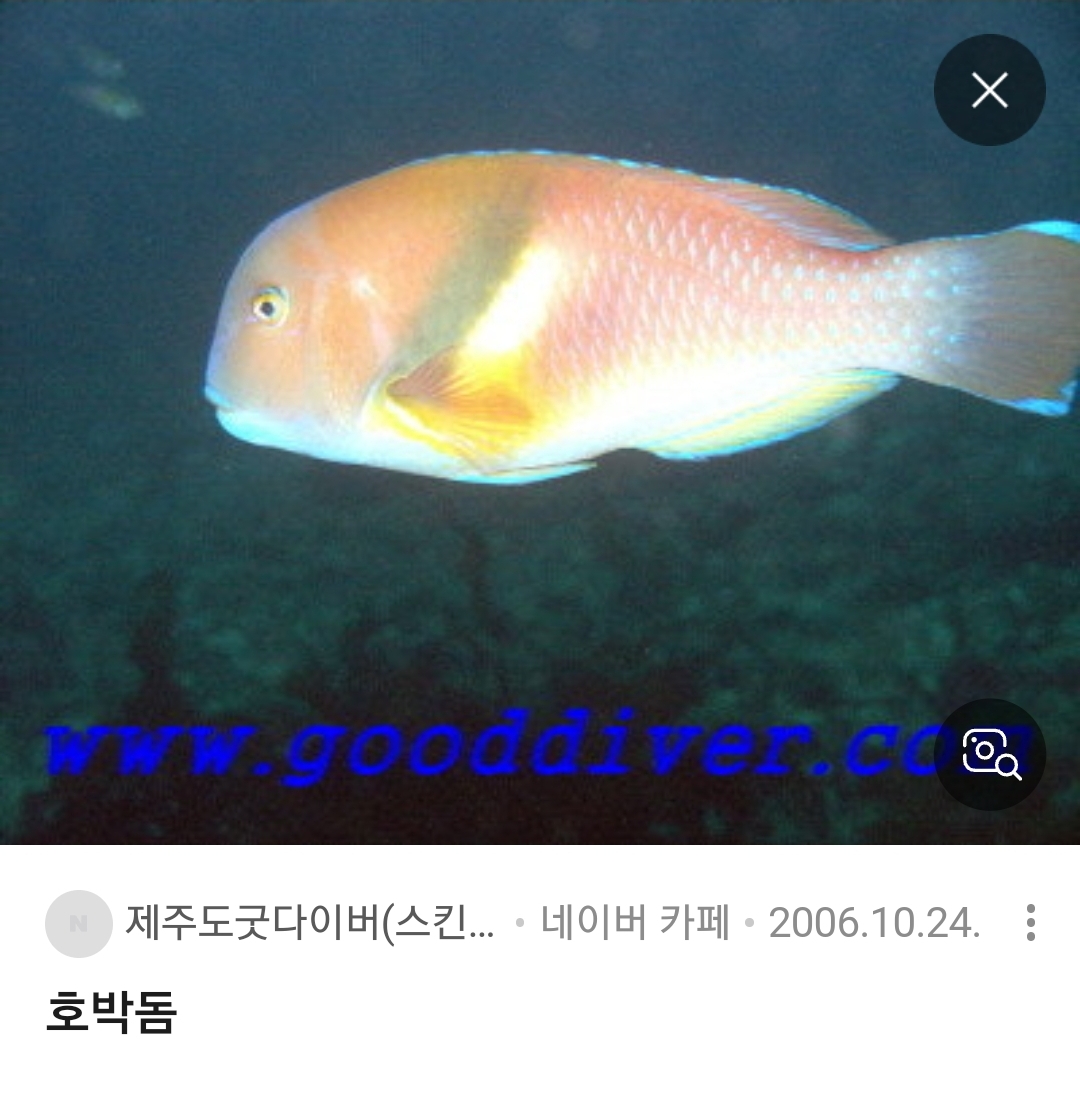 호박돔